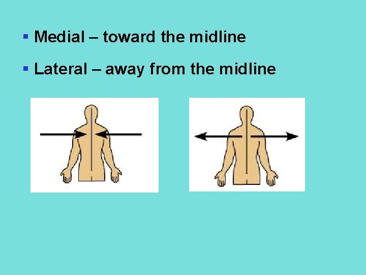 § Medial – toward the midline § Lateral – away from the midline 