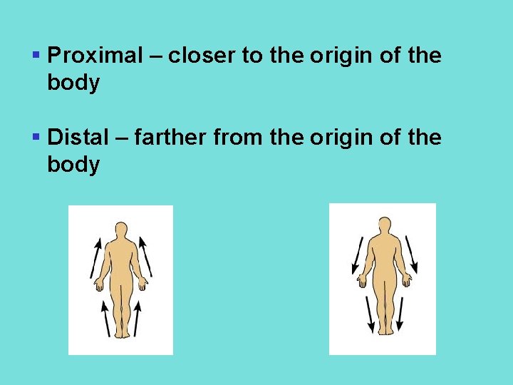 § Proximal – closer to the origin of the body § Distal – farther