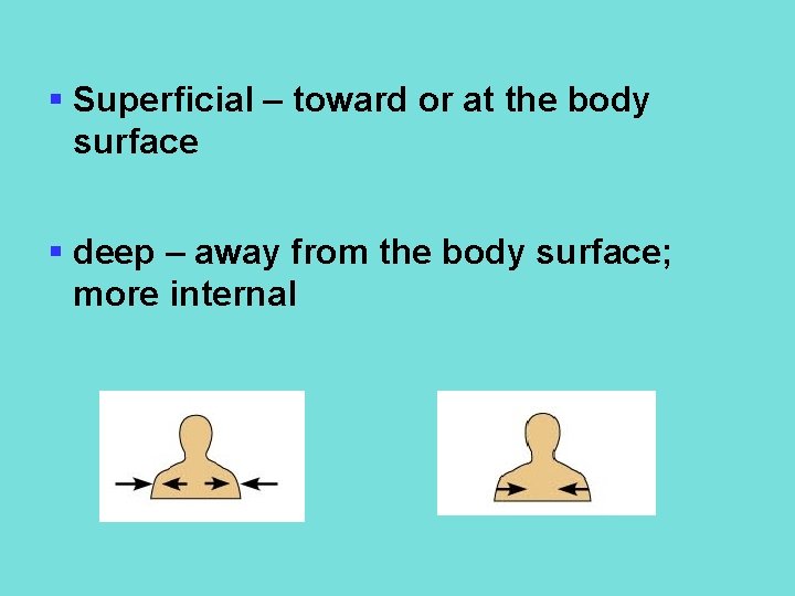 § Superficial – toward or at the body surface § deep – away from