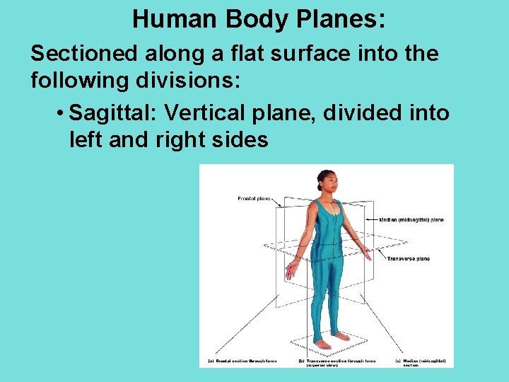 Human Body Planes: Sectioned along a flat surface into the following divisions: • Sagittal: