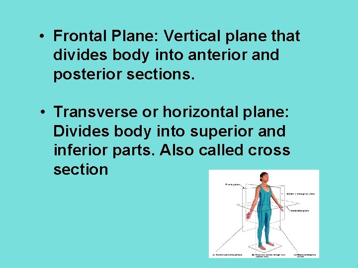  • Frontal Plane: Vertical plane that divides body into anterior and posterior sections.