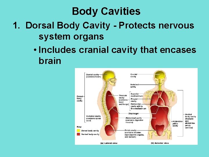 Body Cavities 1. Dorsal Body Cavity - Protects nervous system organs • Includes cranial