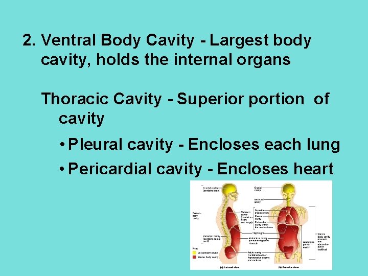 2. Ventral Body Cavity - Largest body cavity, holds the internal organs Thoracic Cavity