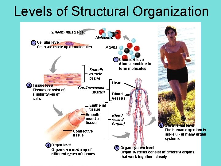 Levels of Structural Organization Smooth muscle cell Molecules 2 Cellular level Cells are made