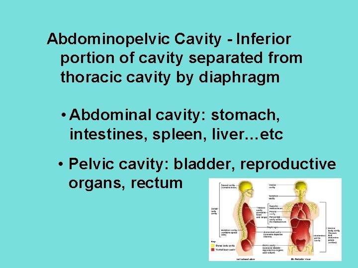 Abdominopelvic Cavity - Inferior portion of cavity separated from thoracic cavity by diaphragm •