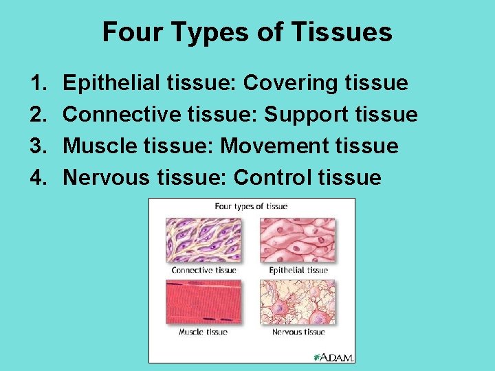 Four Types of Tissues 1. 2. 3. 4. Epithelial tissue: Covering tissue Connective tissue: