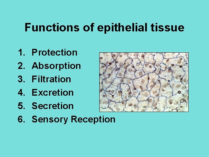 Functions of epithelial tissue 1. 2. 3. 4. 5. 6. Protection Absorption Filtration Excretion