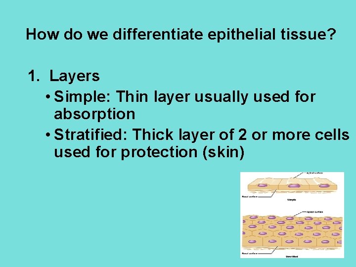 How do we differentiate epithelial tissue? 1. Layers • Simple: Thin layer usually used