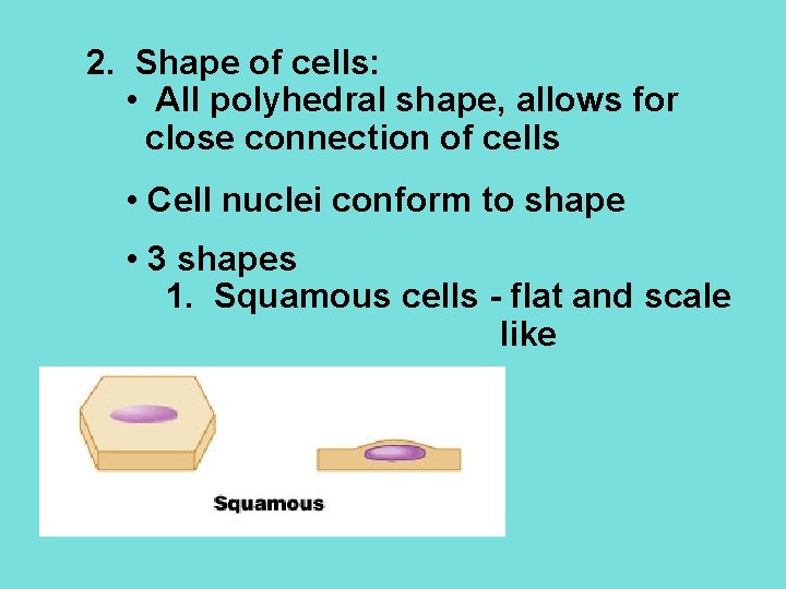 2. Shape of cells: • All polyhedral shape, allows for close connection of cells