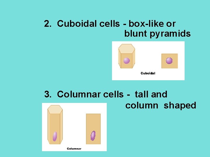 2. Cuboidal cells - box-like or blunt pyramids 3. Columnar cells - tall and