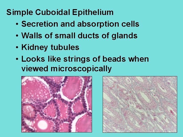 Simple Cuboidal Epithelium • Secretion and absorption cells • Walls of small ducts of