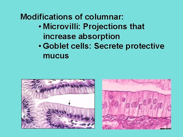 Modifications of columnar: • Microvilli: Projections that increase absorption • Goblet cells: Secrete protective