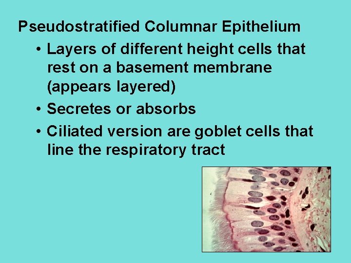 Pseudostratified Columnar Epithelium • Layers of different height cells that rest on a basement