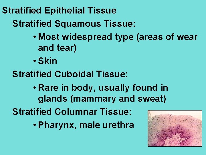 Stratified Epithelial Tissue Stratified Squamous Tissue: • Most widespread type (areas of wear and