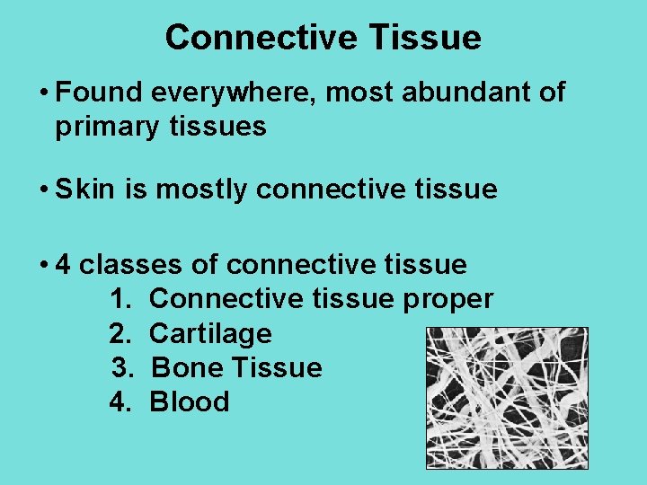 Connective Tissue • Found everywhere, most abundant of primary tissues • Skin is mostly