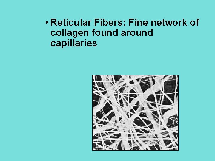  • Reticular Fibers: Fine network of collagen found around capillaries 