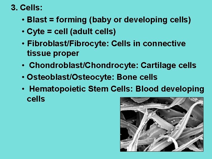 3. Cells: • Blast = forming (baby or developing cells) • Cyte = cell