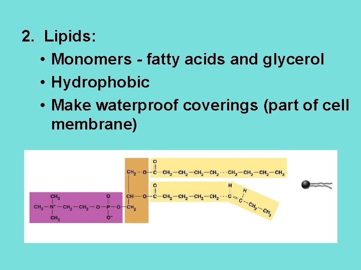 2. Lipids: • Monomers - fatty acids and glycerol • Hydrophobic • Make waterproof