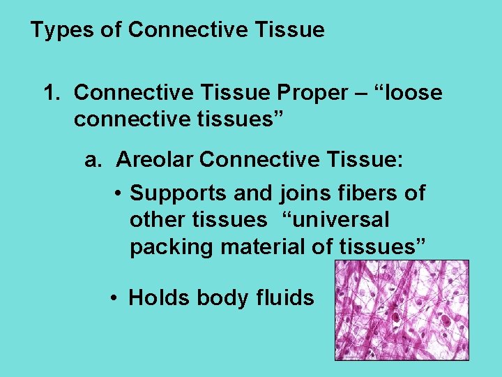 Types of Connective Tissue 1. Connective Tissue Proper – “loose connective tissues” a. Areolar