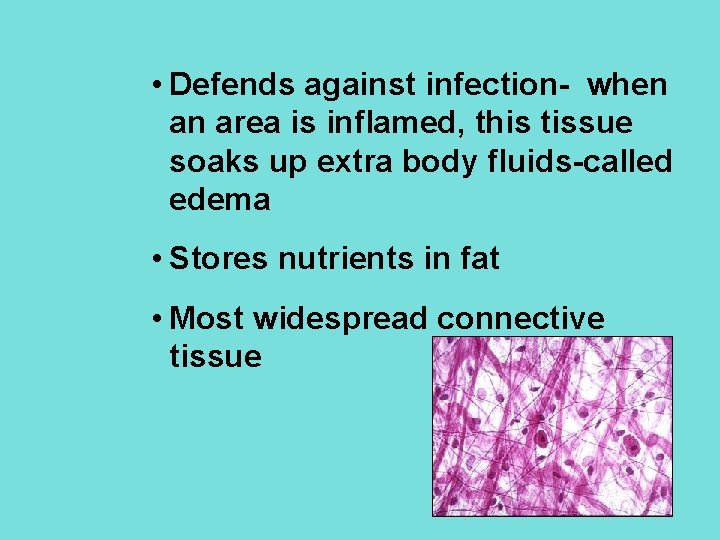  • Defends against infection- when an area is inflamed, this tissue soaks up