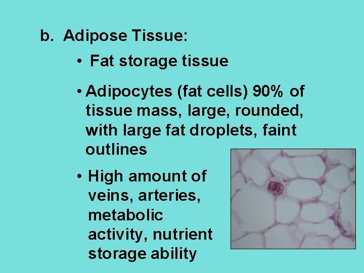 b. Adipose Tissue: • Fat storage tissue • Adipocytes (fat cells) 90% of tissue