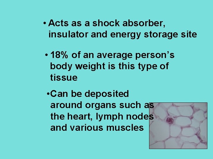  • Acts as a shock absorber, insulator and energy storage site • 18%