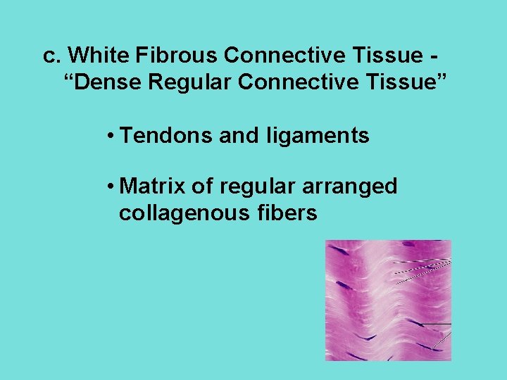 c. White Fibrous Connective Tissue “Dense Regular Connective Tissue” • Tendons and ligaments •