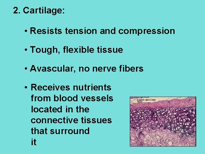 2. Cartilage: • Resists tension and compression • Tough, flexible tissue • Avascular, no