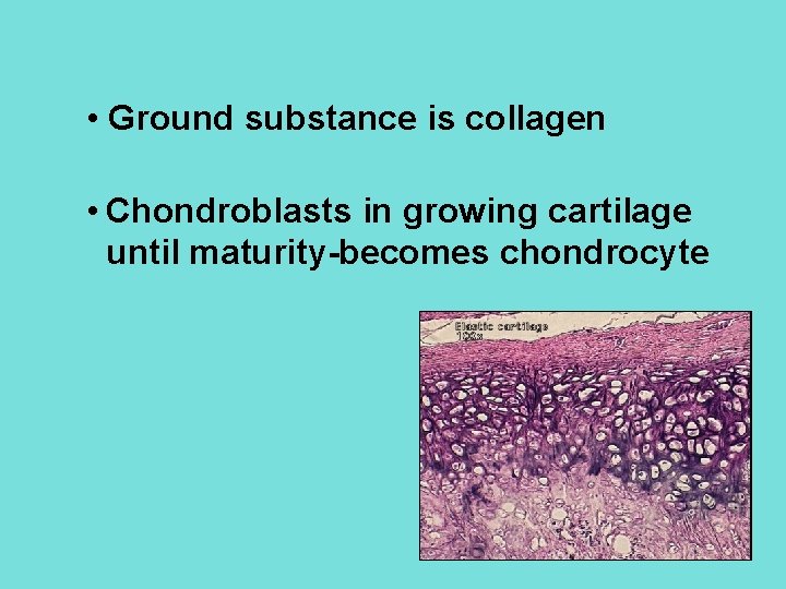  • Ground substance is collagen • Chondroblasts in growing cartilage until maturity-becomes chondrocyte