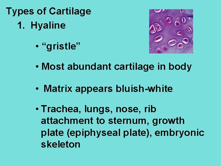 Types of Cartilage 1. Hyaline • “gristle” • Most abundant cartilage in body •