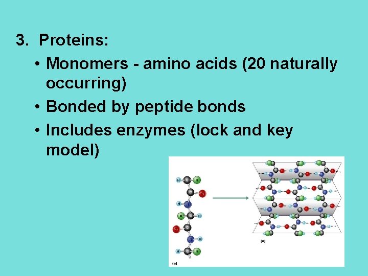 3. Proteins: • Monomers - amino acids (20 naturally occurring) • Bonded by peptide