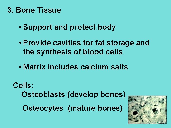 3. Bone Tissue • Support and protect body • Provide cavities for fat storage