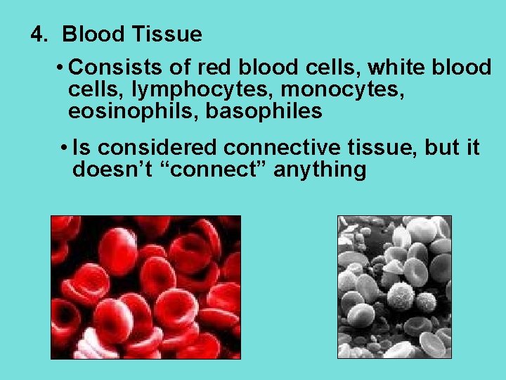 4. Blood Tissue • Consists of red blood cells, white blood cells, lymphocytes, monocytes,