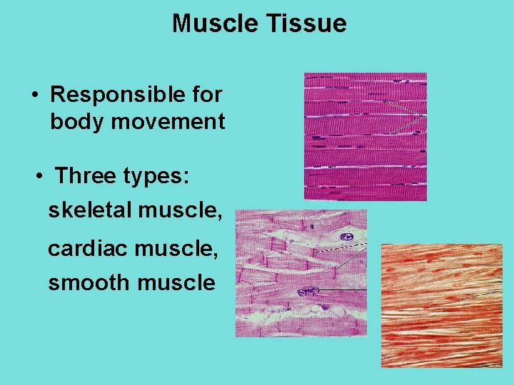 Muscle Tissue • Responsible for body movement • Three types: skeletal muscle, cardiac muscle,