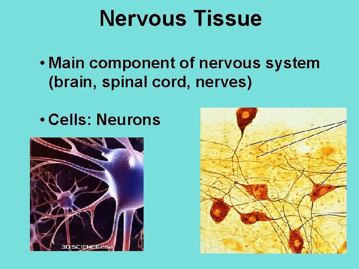 Nervous Tissue • Main component of nervous system (brain, spinal cord, nerves) • Cells: