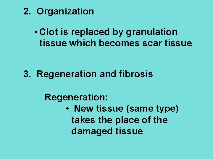 2. Organization • Clot is replaced by granulation tissue which becomes scar tissue 3.