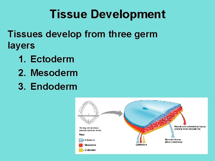 Tissue Development Tissues develop from three germ layers 1. Ectoderm 2. Mesoderm 3. Endoderm