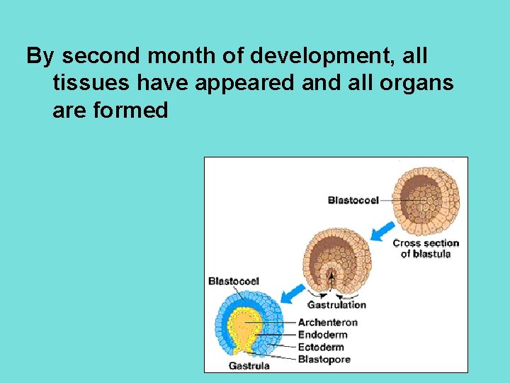 By second month of development, all tissues have appeared and all organs are formed