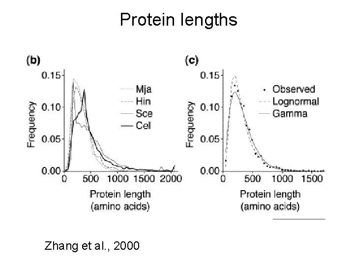 Protein lengths Zhang et al. , 2000 