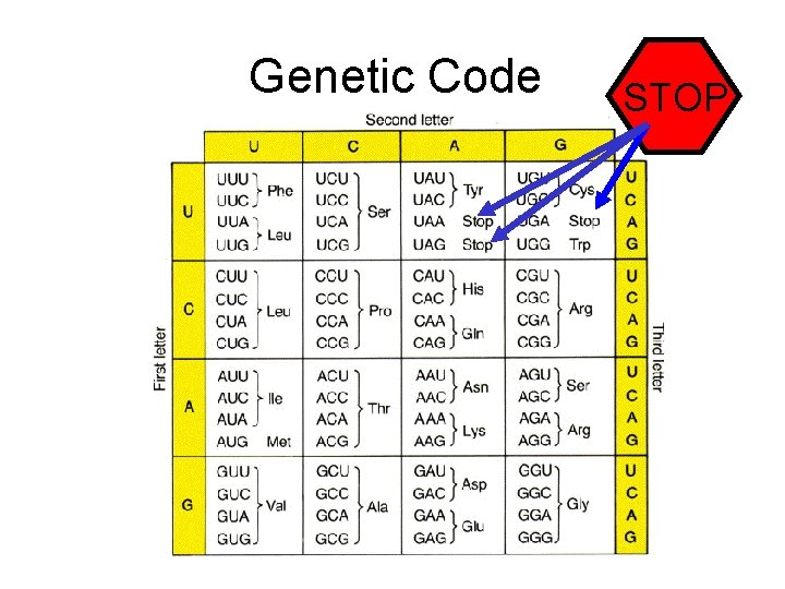 Genetic Code STOP 