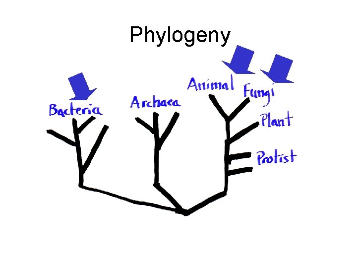 Phylogeny 