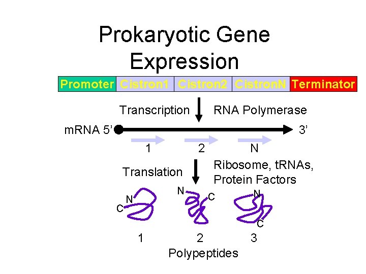 Prokaryotic Gene Expression Promoter Cistron 1 Cistron 2 Cistron. N Terminator Transcription RNA Polymerase
