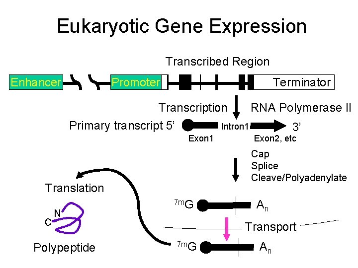 Eukaryotic Gene Expression Transcribed Region Enhancer Promoter Terminator Transcription RNA Polymerase II Primary transcript