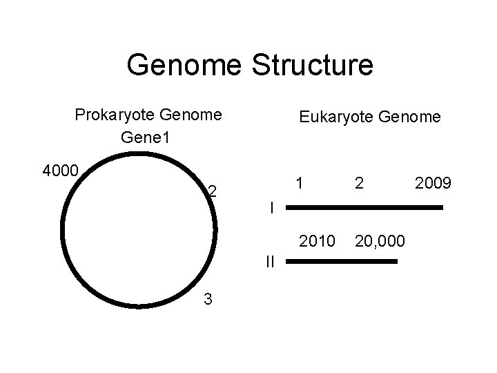 Genome Structure Prokaryote Genome Gene 1 Eukaryote Genome 4000 2 2 2010 20, 000
