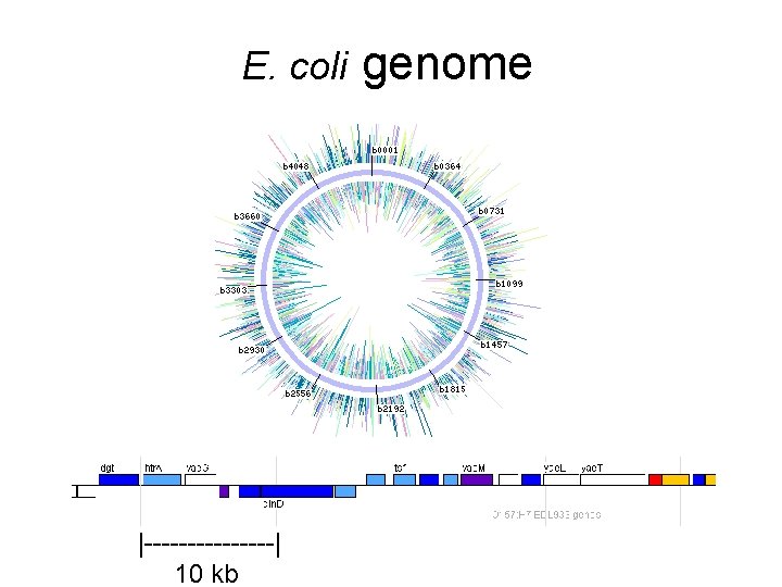 E. coli |--------| 10 kb genome 