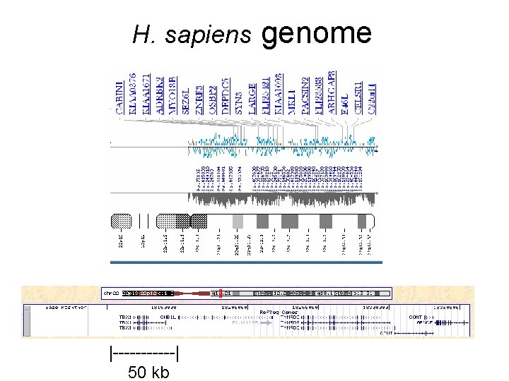 H. sapiens |------| 50 kb genome 