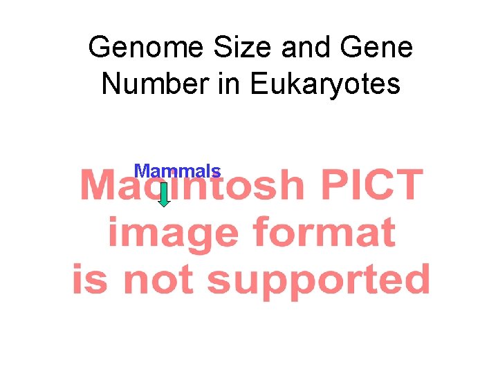 Genome Size and Gene Number in Eukaryotes Mammals 