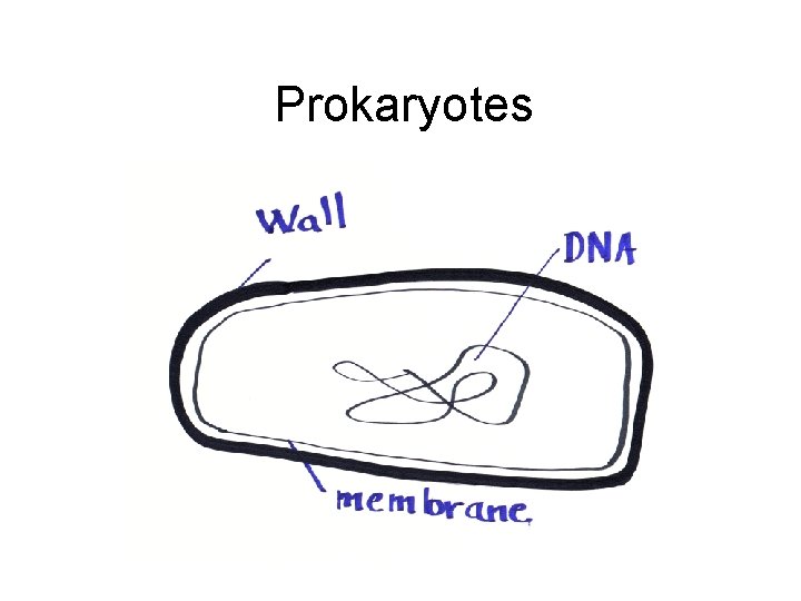 Prokaryotes 