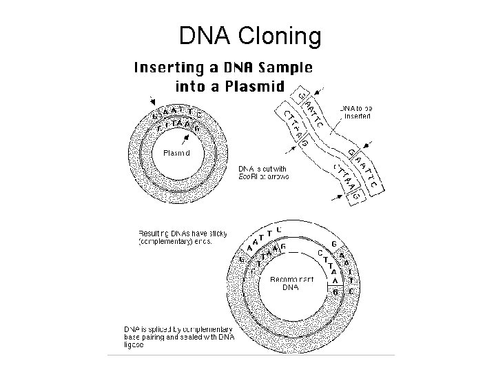 DNA Cloning 