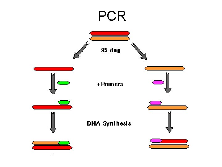 PCR 